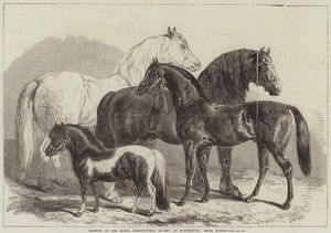 Meeting of the Royal Agricultural Society at Manchester, Prize Horses